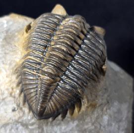 Coltraneia oufatensis MORZADEC 2001 - Bild © FossNet FossilienStore